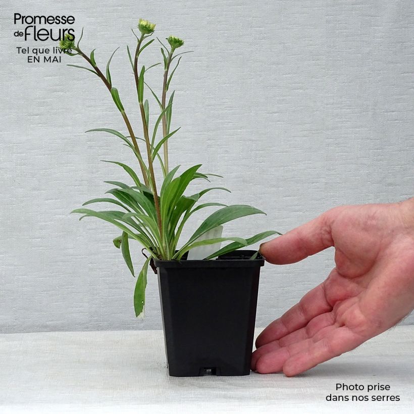 Example of Aster tongolensis Berggarten Vasetto da 8/9 cm as you get in printemps