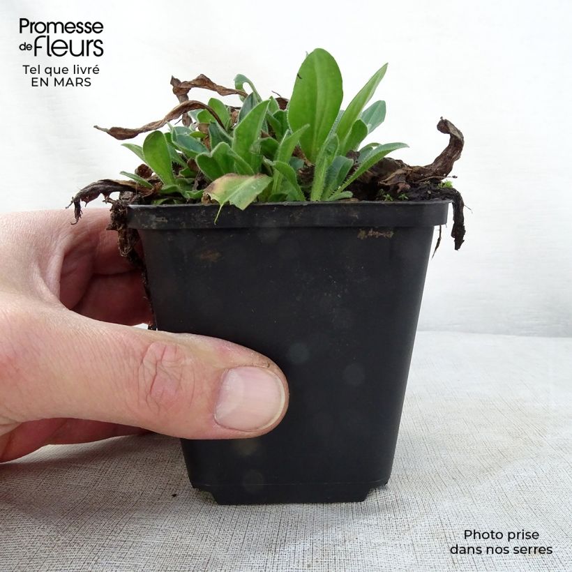 Aster tongolensis Wartburgstern Vasetto da 8/9 cm esemplare consegnato in primavera