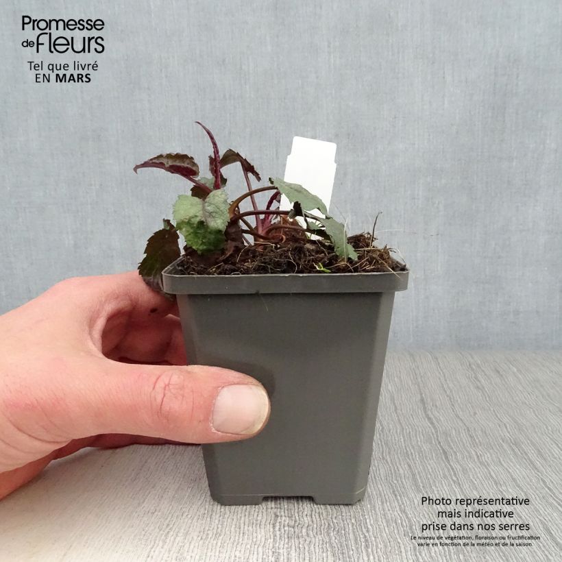 Aster tradescantii Vasetto da 8/9 cm esemplare consegnato in primavera