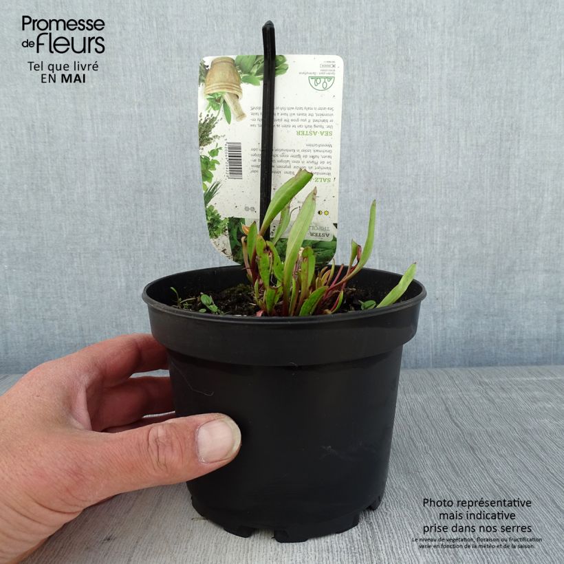 Example of Tripolium pannonicum - Astro marino Vaso da 1,5L/2L as you get in printemps
