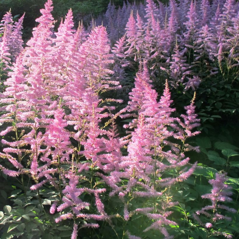 Astilbe Astilbe Amerika (Porto)