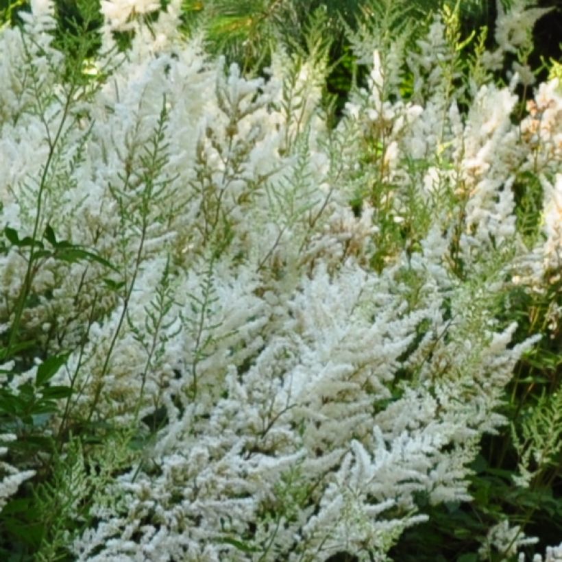 Astilbe Avalanche (Fioritura)