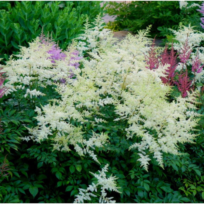 Astilbe Avalanche (Porto)