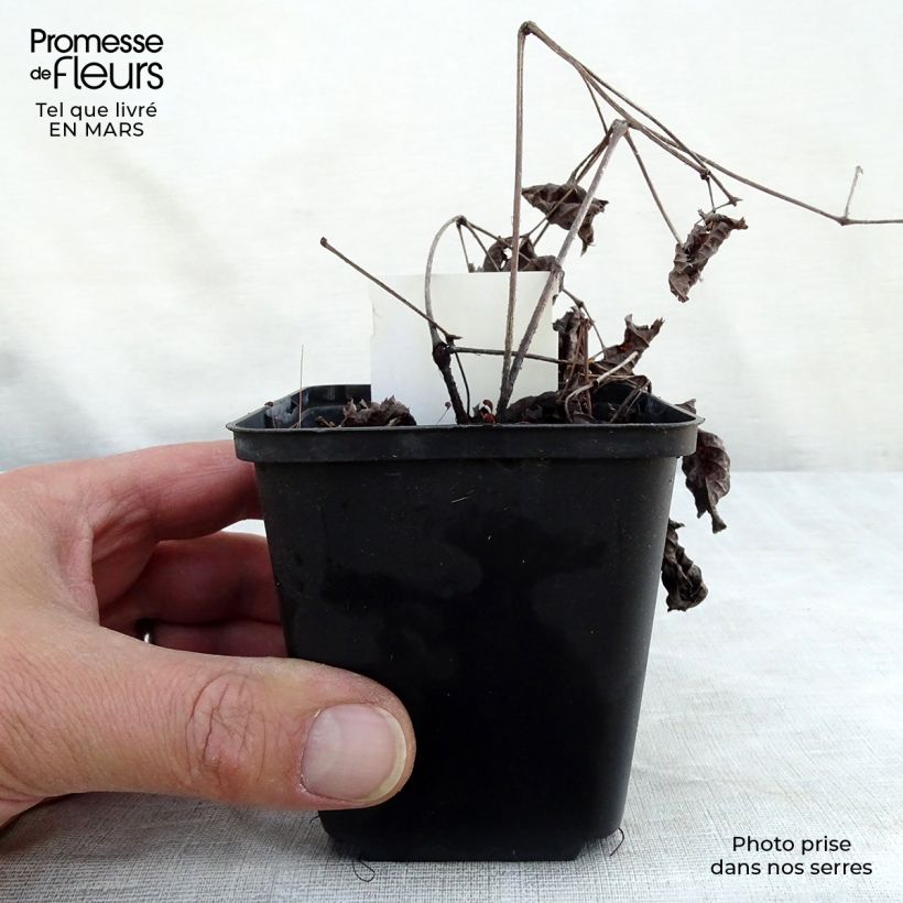 Astilbe Chocolate Shogun Vasetto da 8/9 cm esemplare consegnato in primavera