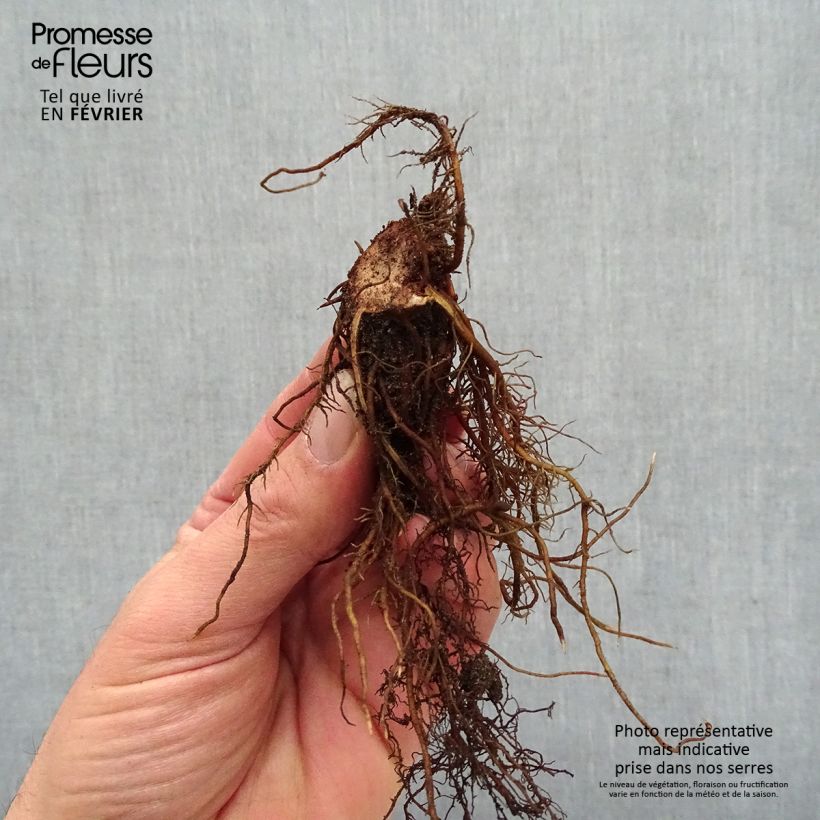 Astilbe Chocolate Shogun Piante piccole a radice nuda esemplare consegnato in inverno