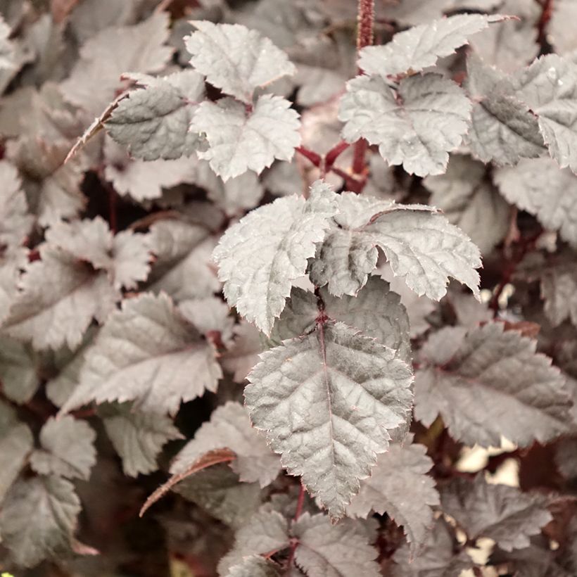 Astilbe chinensis Darkside Of The Moon (Foliage)