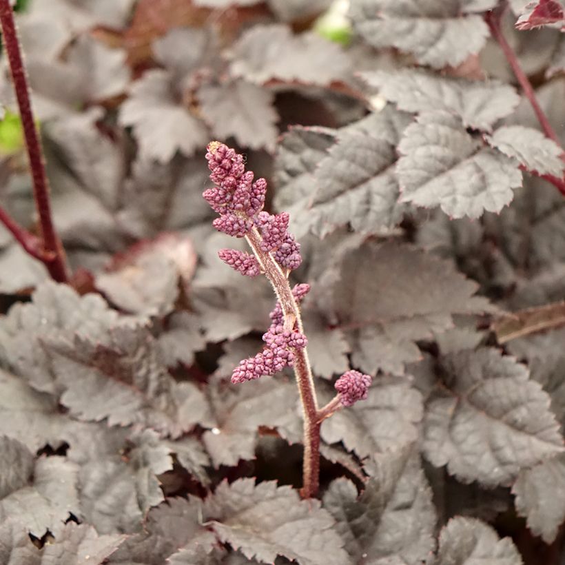 Astilbe chinensis Darkside Of The Moon (Flowering)