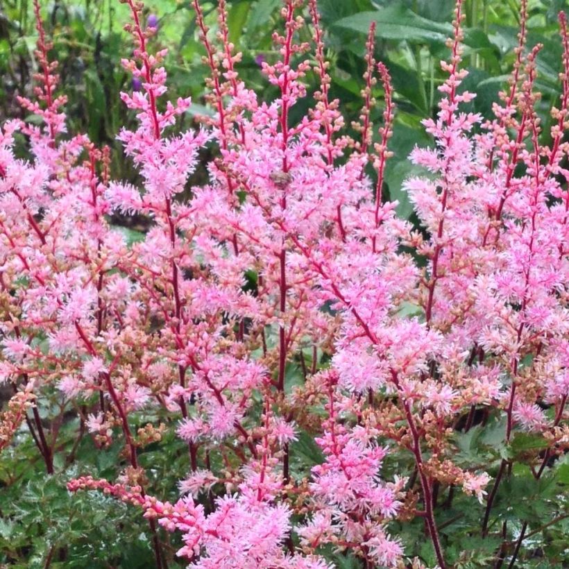 Astilbe japonica Delft Lace (Fioritura)