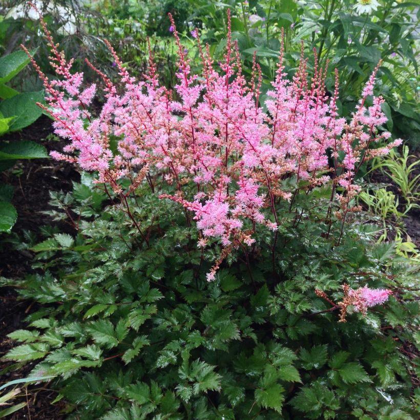 Astilbe japonica Delft Lace (Porto)
