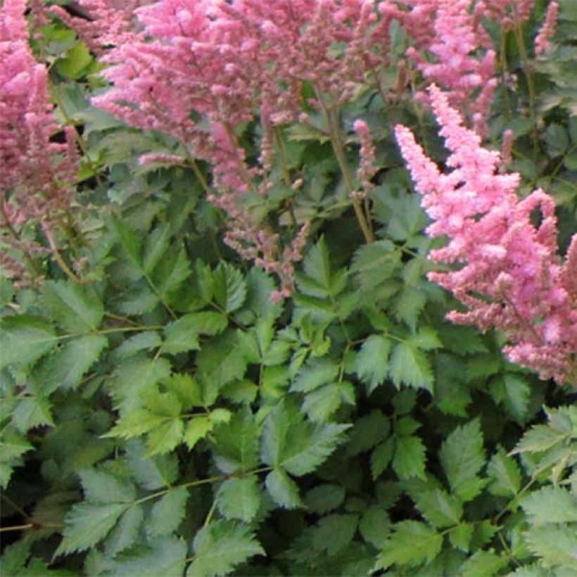 Astilbe chinensis Vision in Pink (Fogliame)