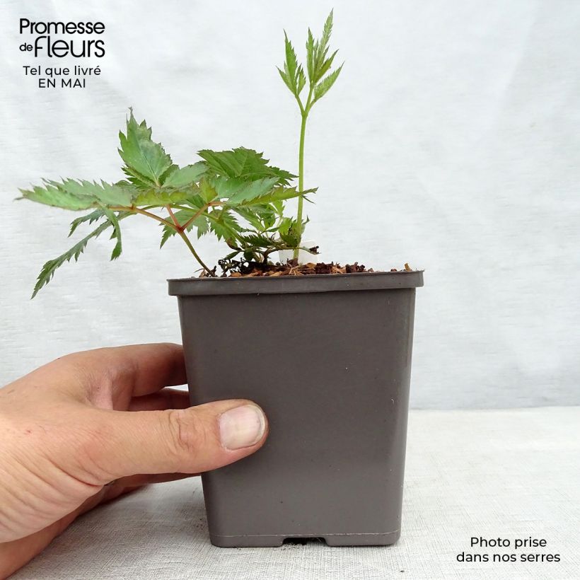 Astilbe chinensis Vision in Pink Vasetto da 8/9 cm esemplare consegnato in primavera