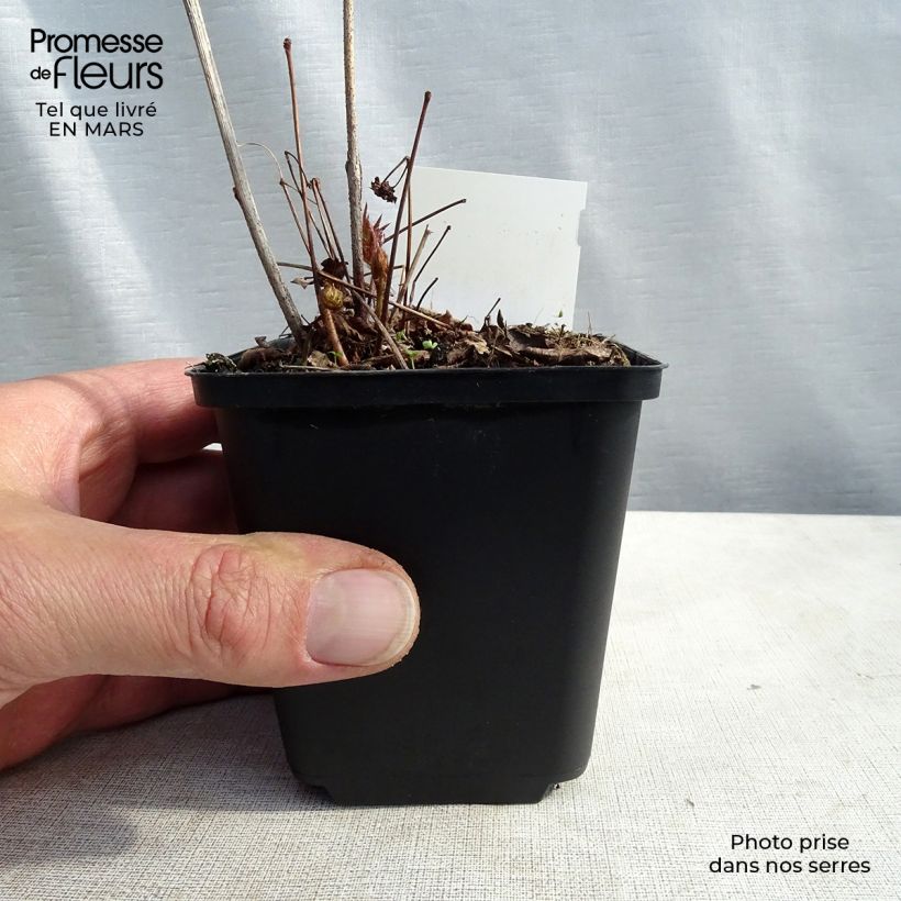 Astilbe japonica Washington Vasetto da 8/9 cm esemplare consegnato in primavera