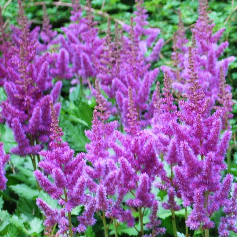 Astilbe arendsii Amethyst (Fioritura)