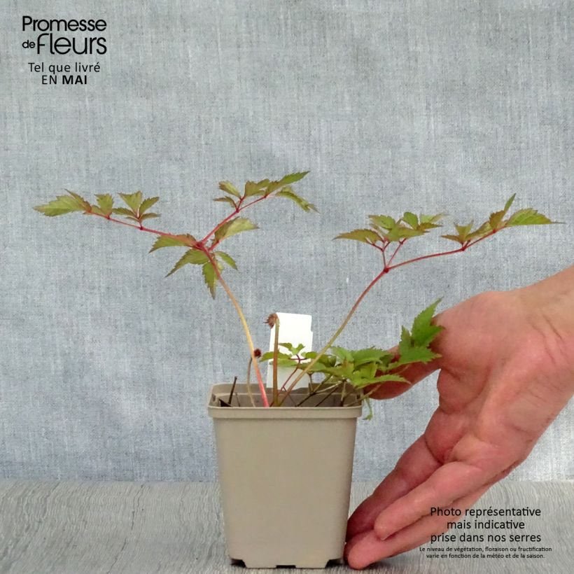 Astilbe arendsii Amethyst Vasetto da 8/9 cm esemplare consegnato in primavera