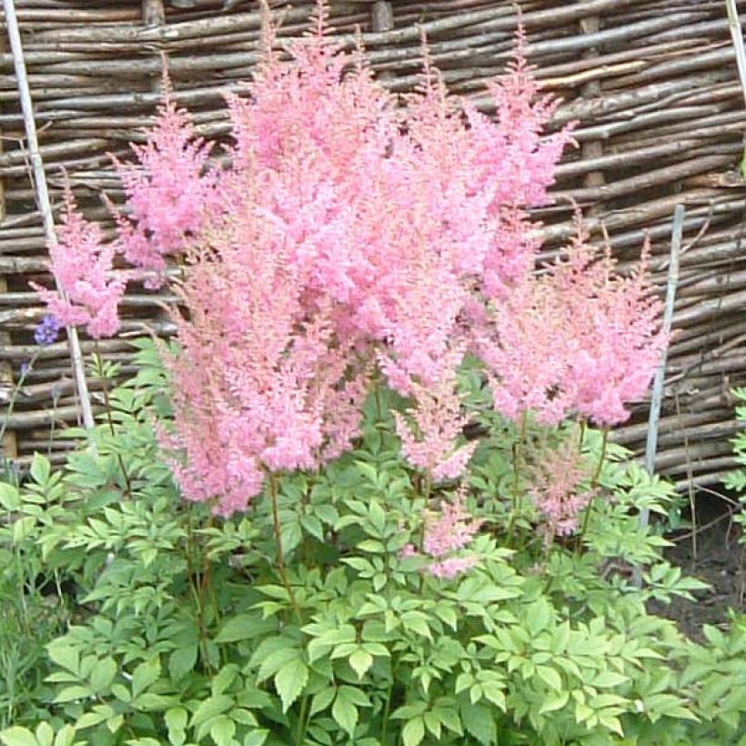 Astilbe arendsii Anita Pfeiffer (Fioritura)