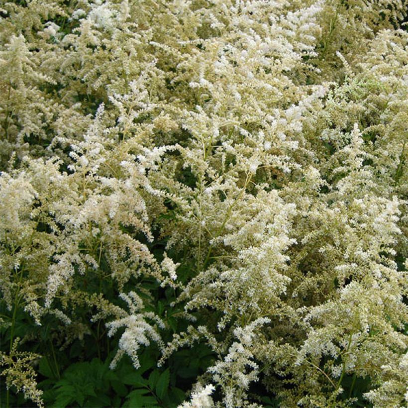 Astilbe arendsii Brautschleier (Fioritura)