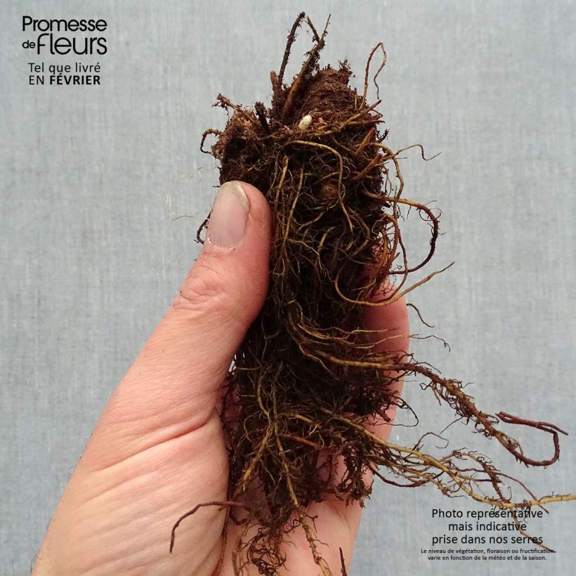 Astilbe arendsii Color Flash Lime Piante piccole a radice nuda esemplare consegnato in inverno