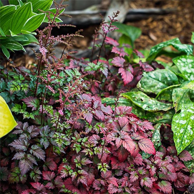 Astilbe arendsii Colour Flash (Porto)