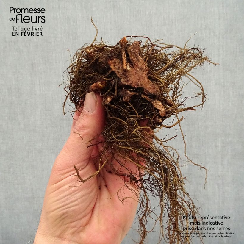 Astilbe arendsii Colour Flash Piante piccole a radice nuda esemplare consegnato in inverno