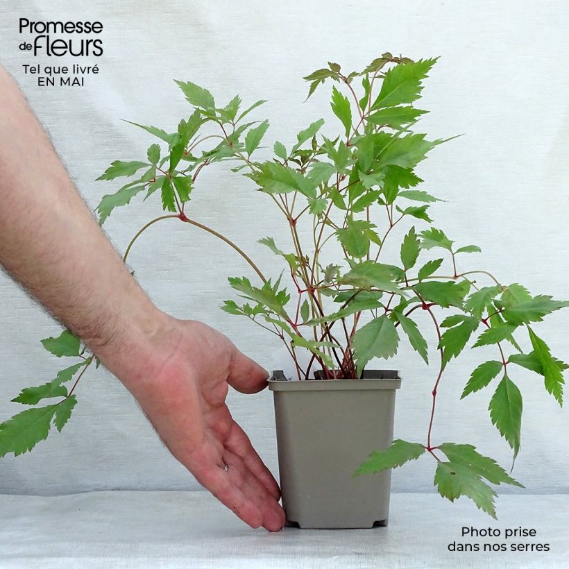 Astilbe arendsii Diamant Vasetto da 8/9 cm esemplare consegnato in primavera