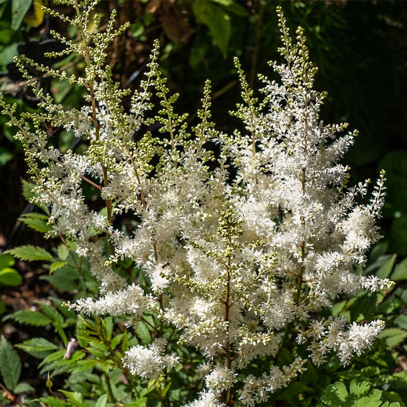 Astilbe arendsii Ellie (Fioritura)