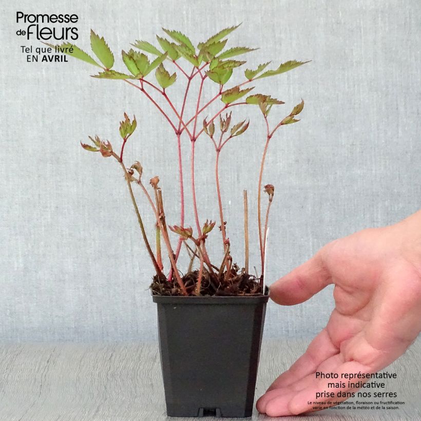 Astilbe arendsii Erika Vasetto da 8/9 cm esemplare consegnato in primavera