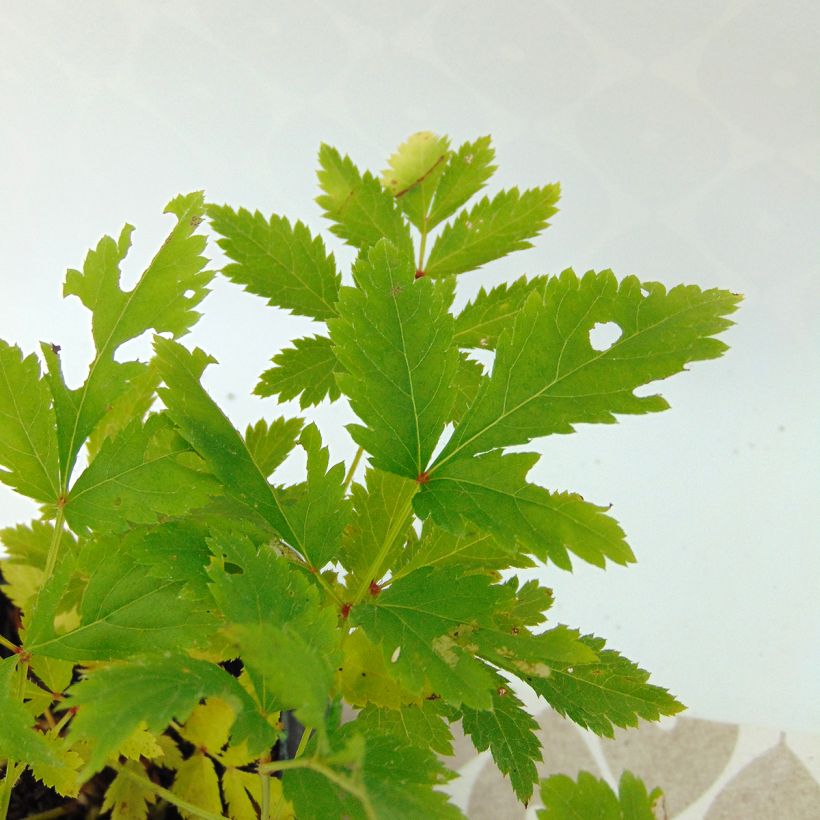 Astilbe arendsii Hyazinth (Fogliame)