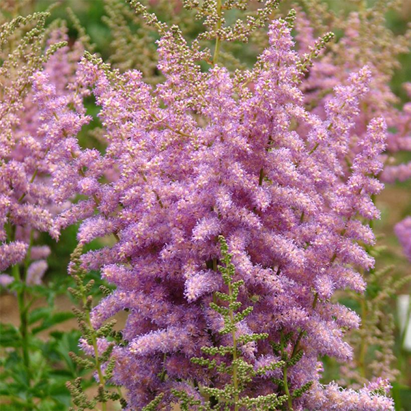 Astilbe arendsii Hyazinth (Fioritura)