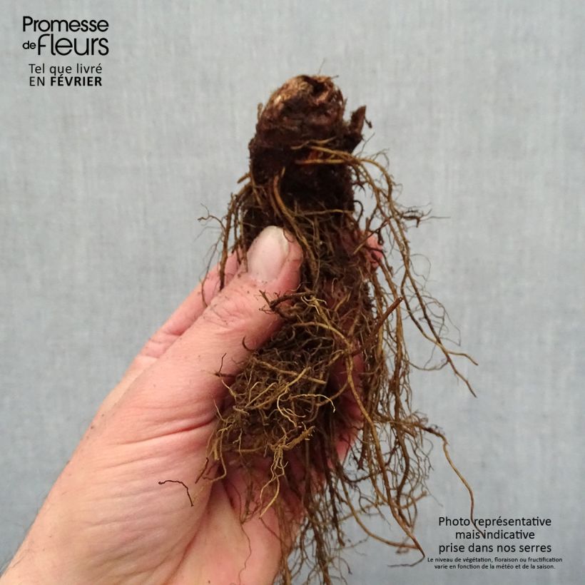 Astilbe arendsii Moccachino Piante piccole a radice nuda esemplare consegnato in inverno