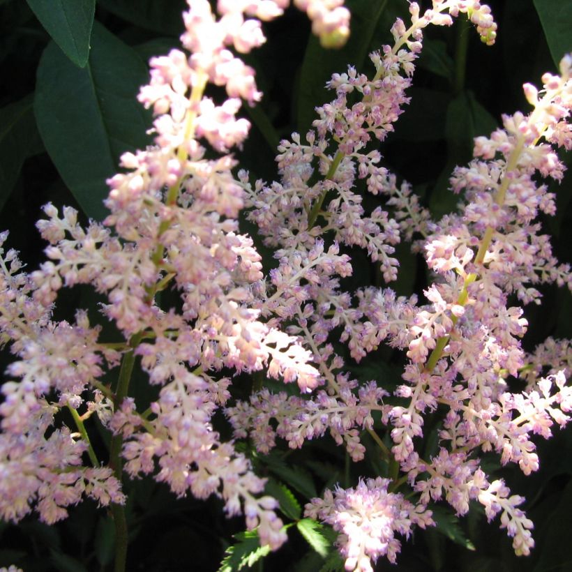 Astilbe arendsii Rosa Perle (Fioritura)