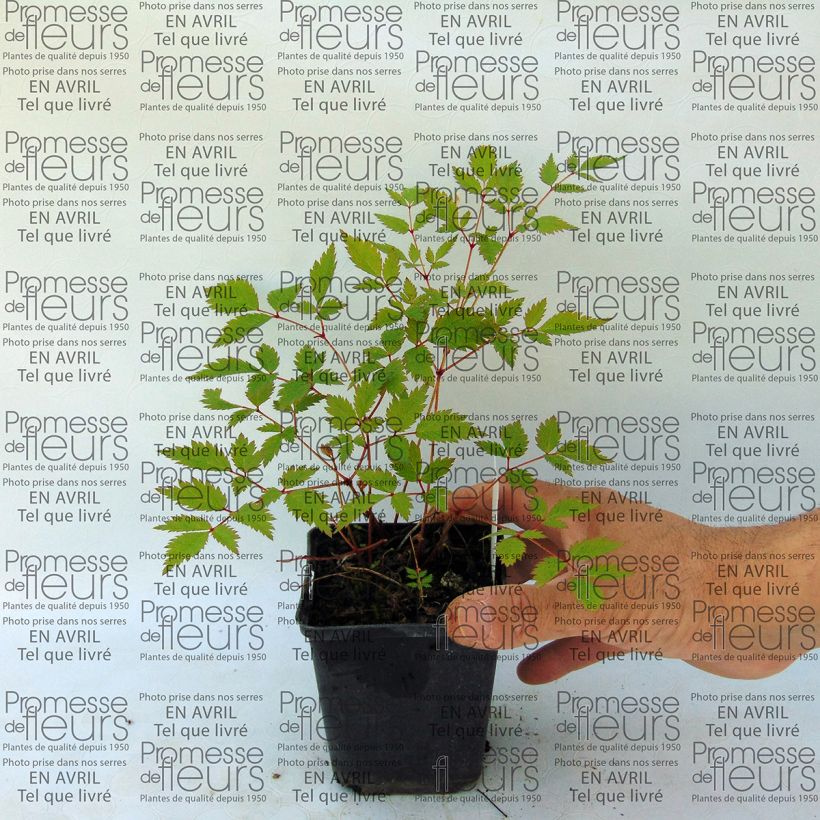 Esempio di esemplare Astilbe arendsii Walkure Vasetto da 8/9 cm come consegnato