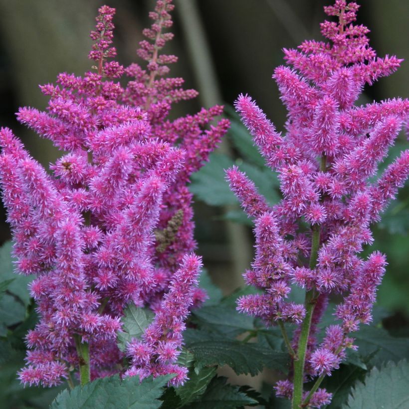 Astilbe chinensis (Fioritura)