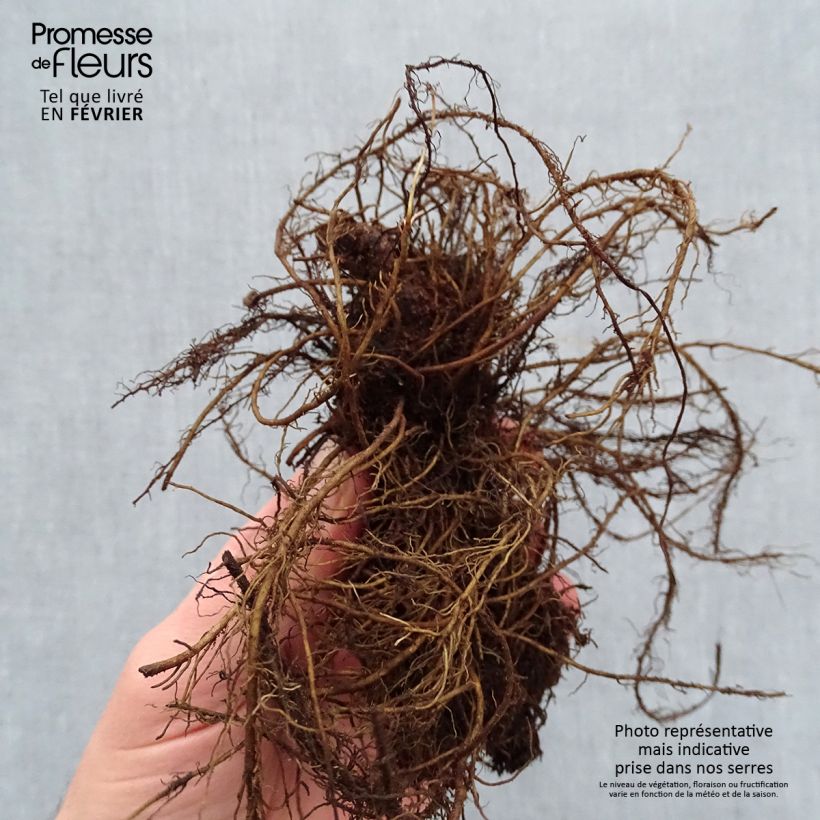 Astilbe chinensis Mighty Chocolate Cherry Piante piccole a radice nuda esemplare consegnato in inverno