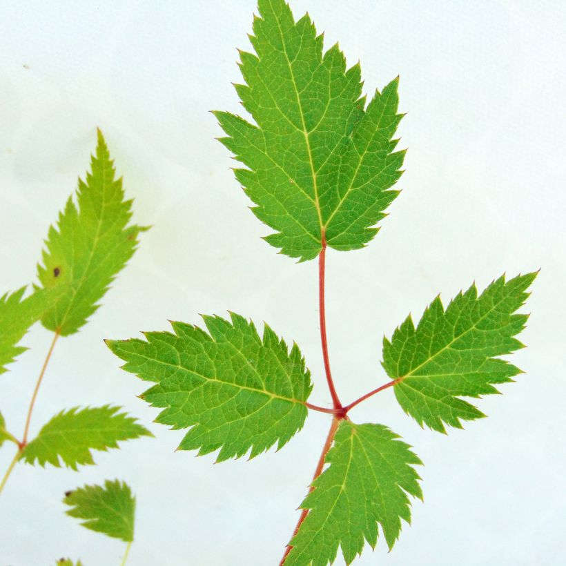 Astilbe chinensis Veronica Klose (Fogliame)