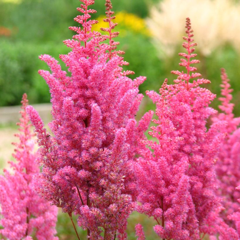 Astilbe chinensis Veronica Klose (Fioritura)