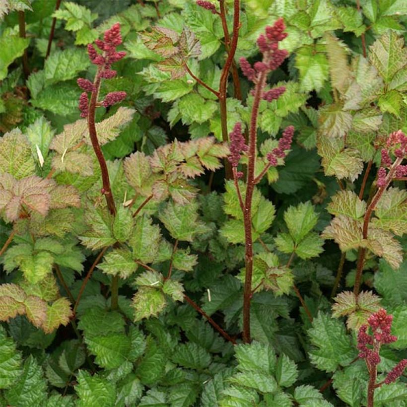 Astilbe chinensis var. taquetii Purpurlanze (Fogliame)