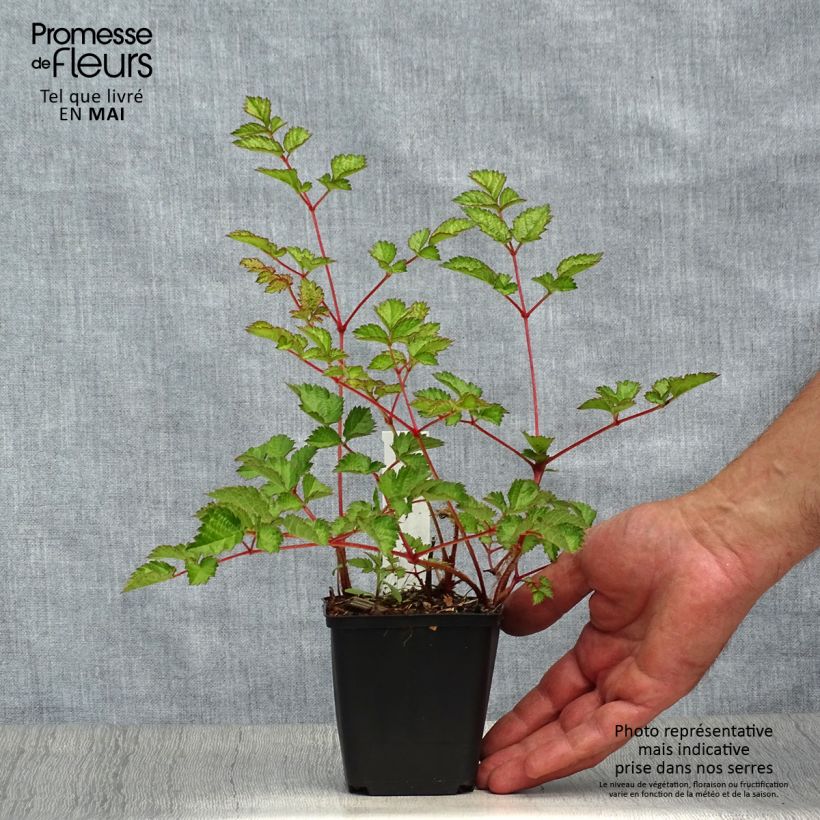 Astilbe chinensis var. taquetii Purpurlanze Vasetto da 8/9 cm esemplare consegnato in primavera