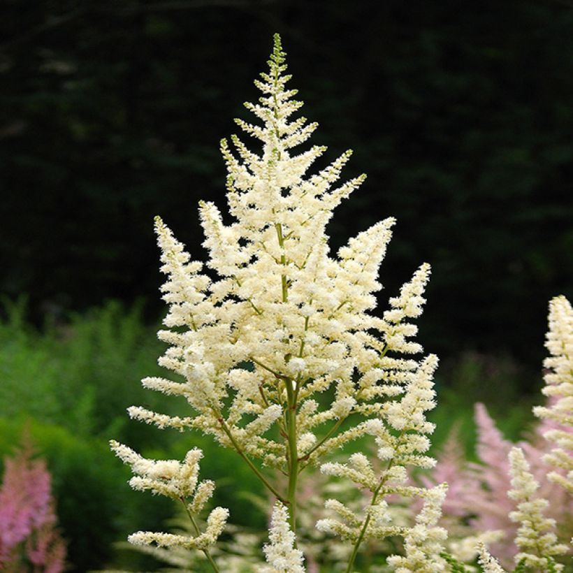 Astilbe japonica Deutschland (Flowering)
