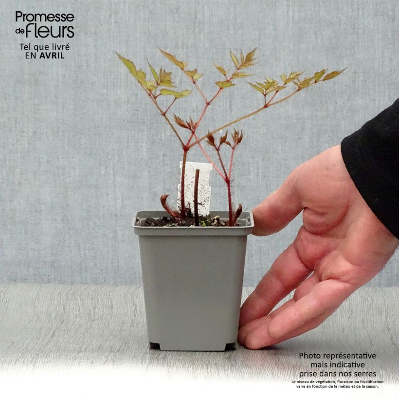 Example of Astilbe japonica Deutschland Vasetto da 8/9 cm as you get in printemps