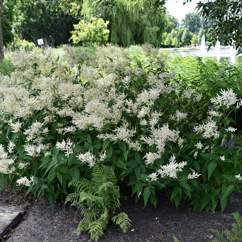 Astilbe japonica Deutschland (Plant habit)