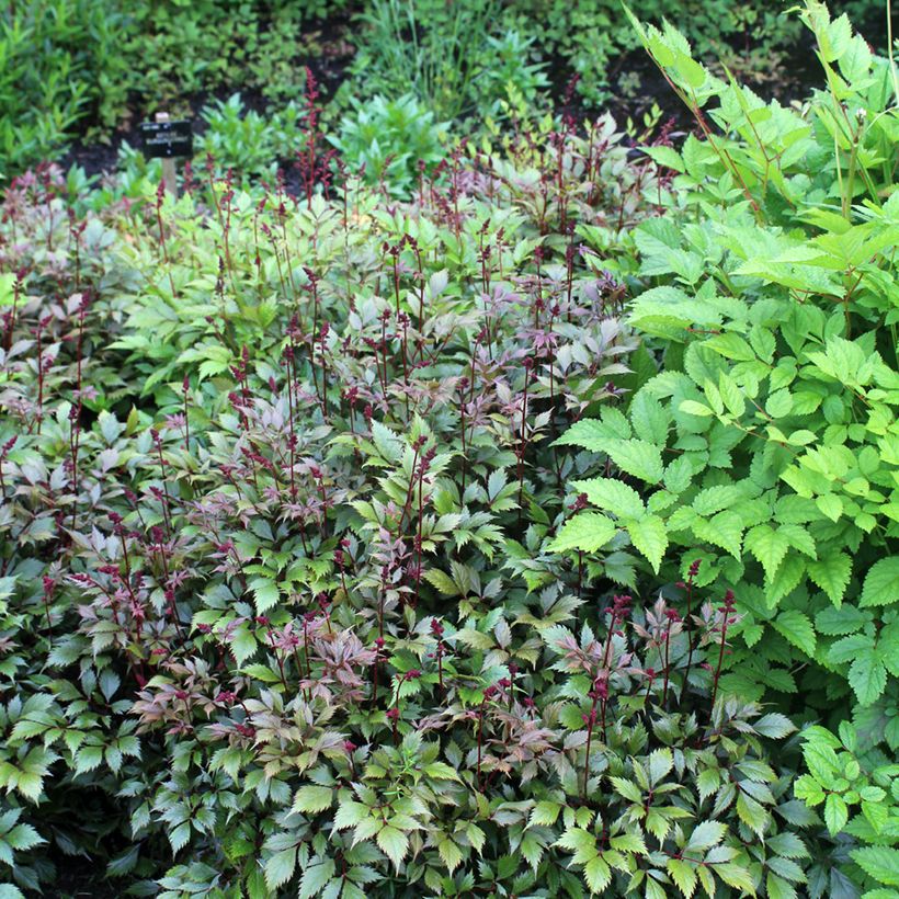 Astilbe japonica Montgomery (Porto)