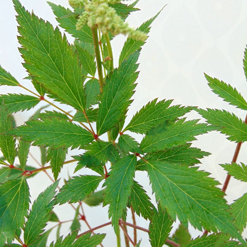 Astilbe japonica Peach Blossom (Foliage)