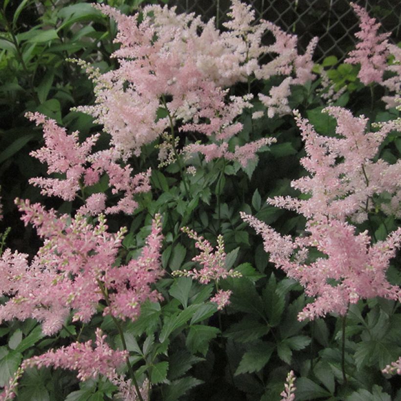 Astilbe japonica Peach Blossom (Flowering)
