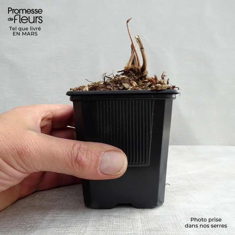 Example of Astilbe japonica Peach Blossom Vasetto da 8/9 cm as you get in printemps