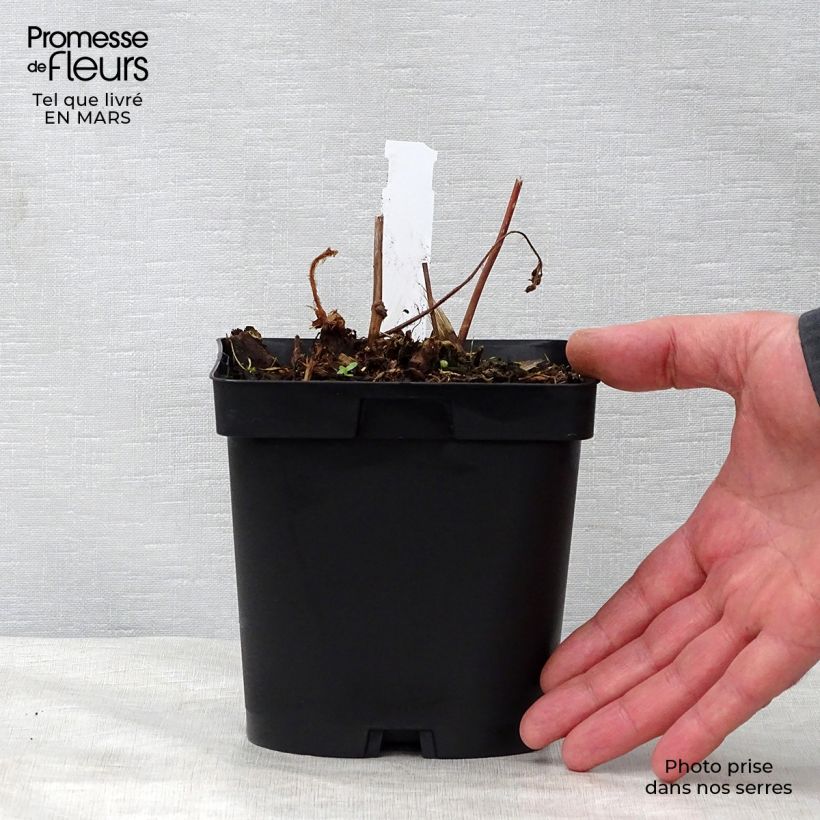 Example of Astilbe japonica Peach Blossom Vaso da 1,5L/2L as you get in printemps