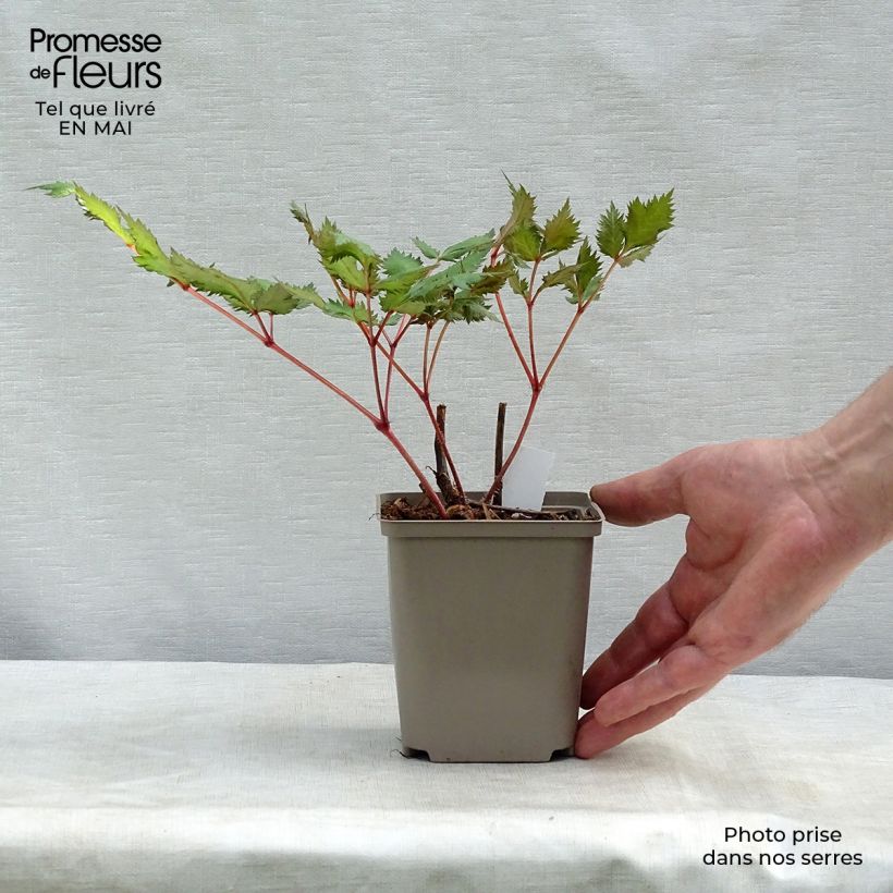 Astilbe japonica Red Sentinel Vasetto da 8/9 cm esemplare consegnato in primavera