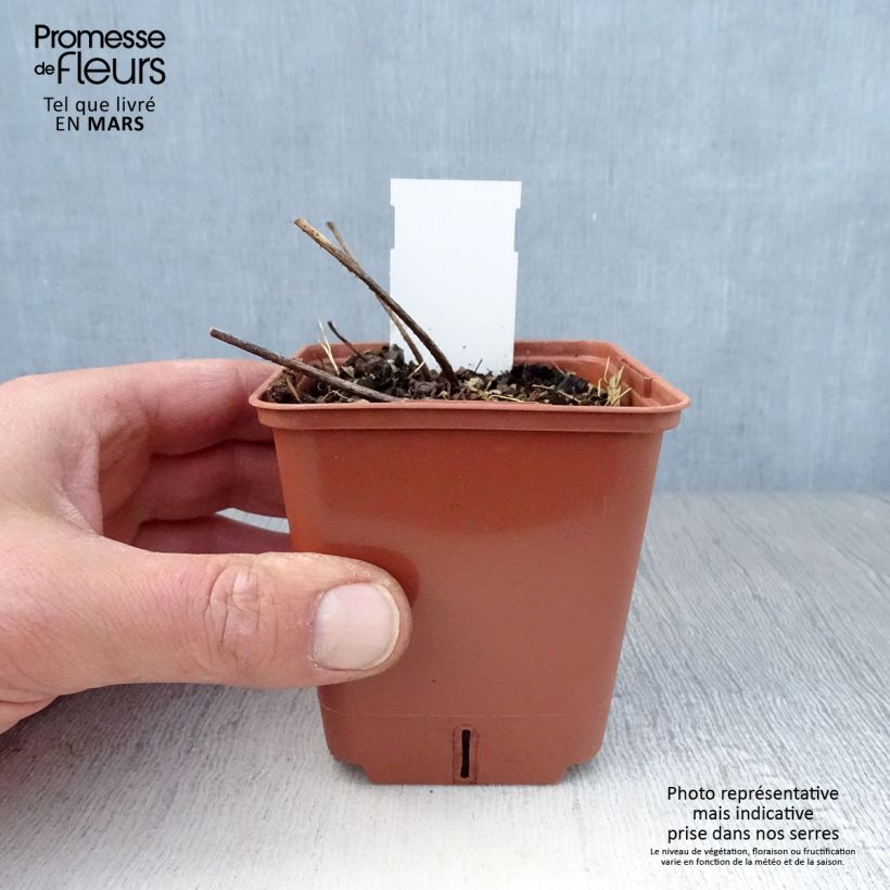 Astilbe simplicifolia Pink Lightning Vasetto da 8/9 cm esemplare consegnato in primavera