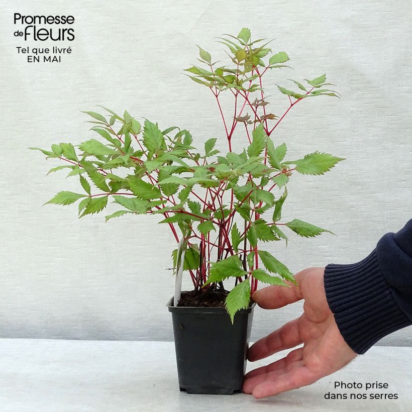 Astilbe arendsii Fanal Vasetto da 7/8 cm esemplare consegnato in primavera