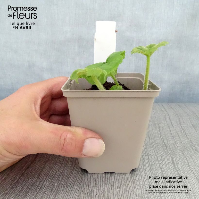 Astilboides tabularis Vasetto da 8/9 cm esemplare consegnato in primavera