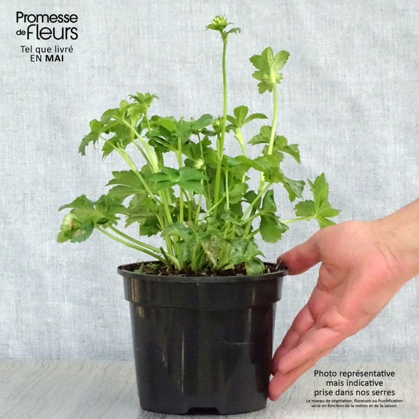 Example of Astrantia major Star of Billion Vaso da 2L/3L as you get in printemps